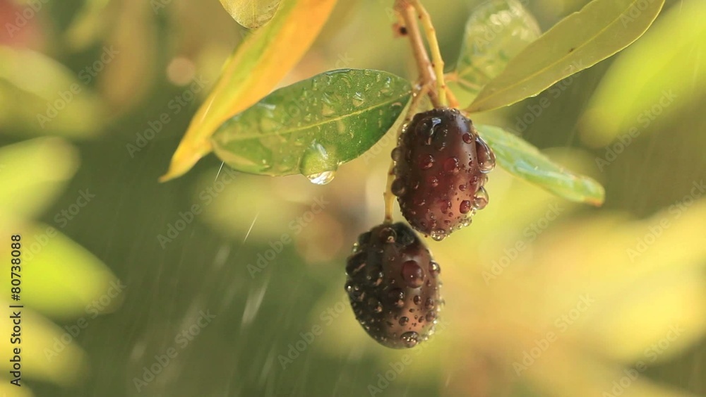 Close-up of olives on tree under rain Close-up of olives on tree under rain
