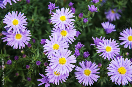 European michaelmas daisy (Aster amellus)