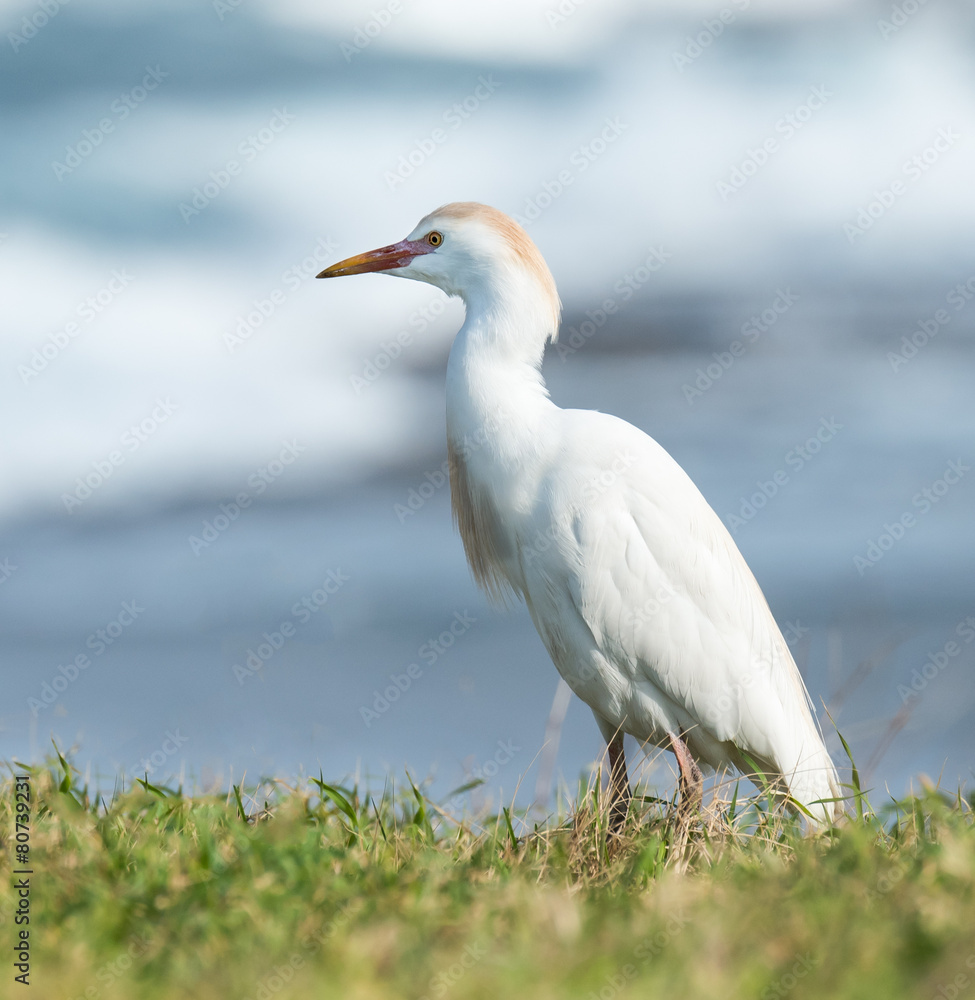 Obraz premium Cattle Egret