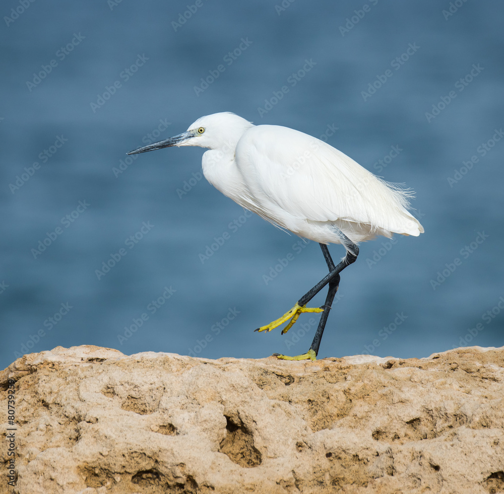 Little Egret Little Egret