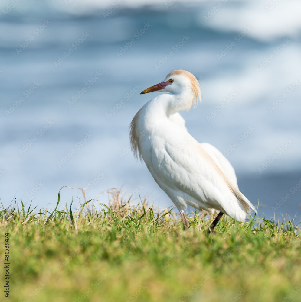 Cattle Egret Cattle Egret