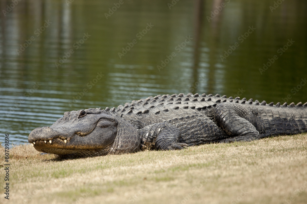 Naklejka premium wild alligator on golf course