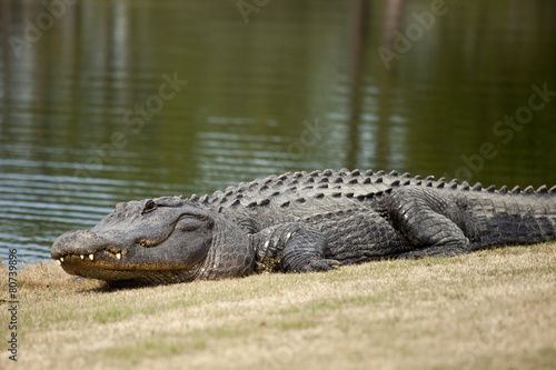 wild alligator on golf course