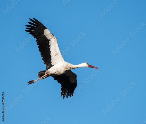 White Stork in Flight on Blue Sky