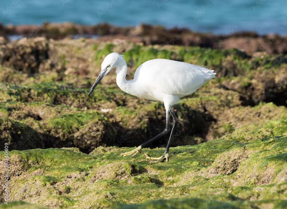 Fototapeta premium Little Egret Fishing
