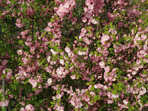 Blooming pink bush