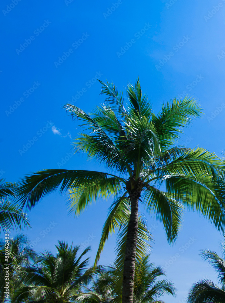 Obraz premium Green palm tree