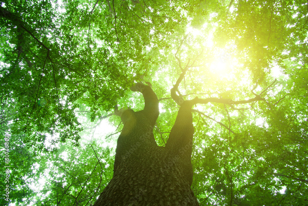 Fototapeta premium green forest