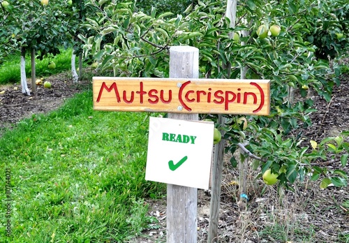 Mutsu crispin apple ready for harvest