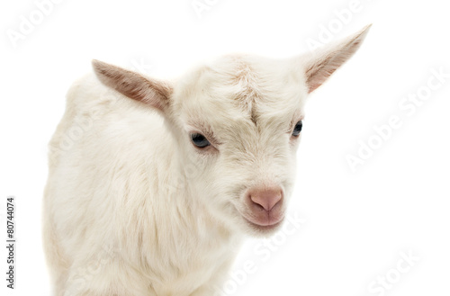 little white goat