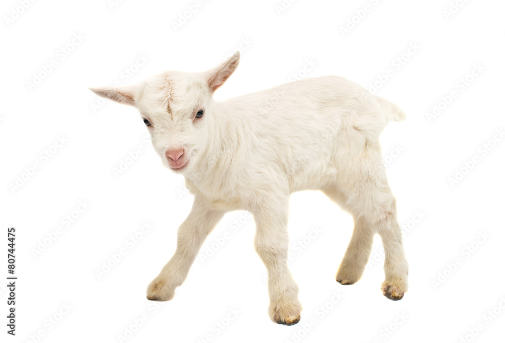 little white goat little white goat