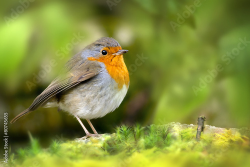 Red Robin Bird © James Thew