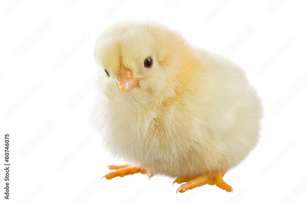 Little chicken Little chicken
