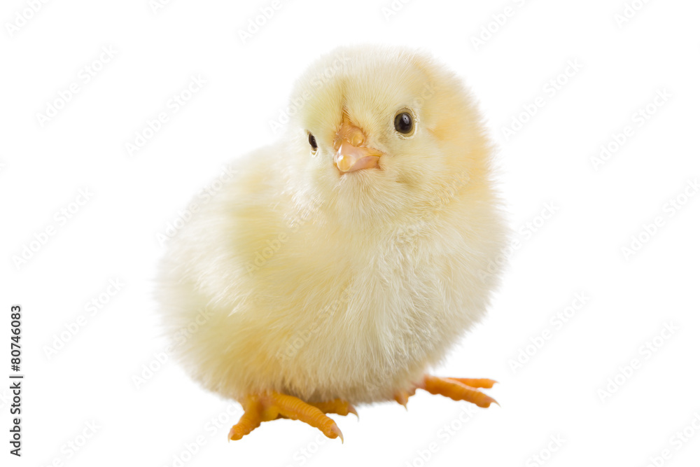Little chicken Little chicken
