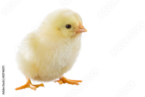 Vászonkép Little yellow chick