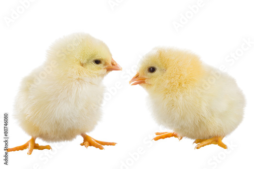 Wallpaper Mural Yellow chick Torontodigital.ca