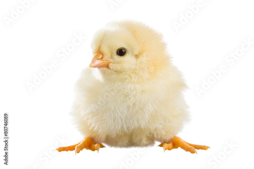 Yellow chick