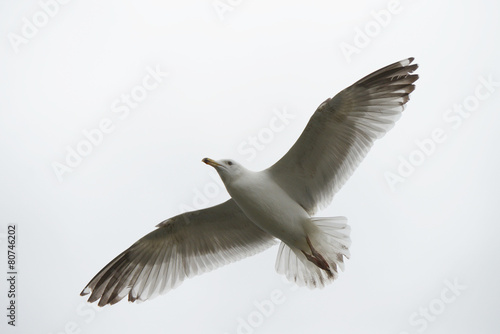 European Herring Gull  Larus argentatus