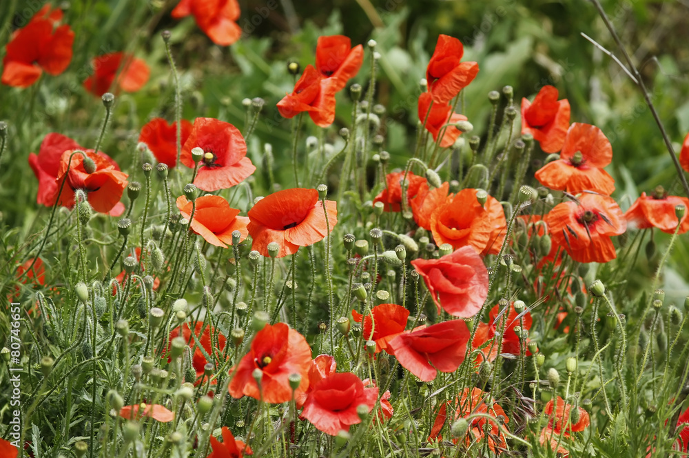 Fototapeta premium red poppies on green grass