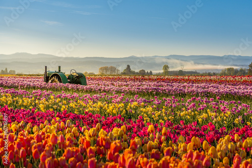 colorful tulip filed in the morning, Woodburn, Oregon
