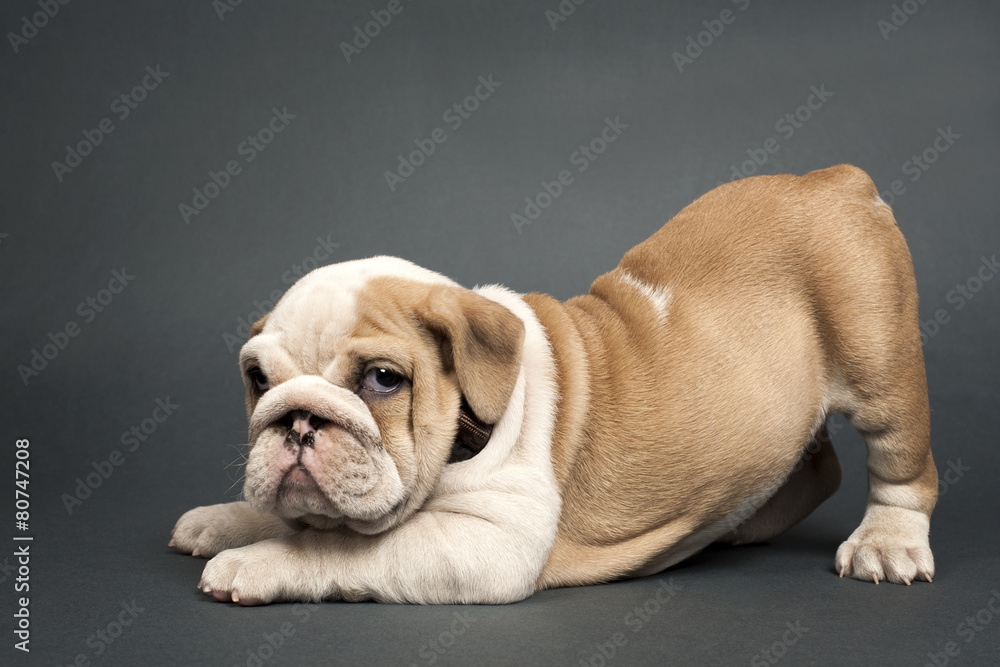 English bulldog puppy. English bulldog puppy.