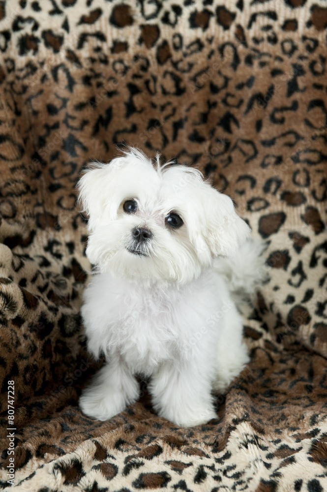 Cute Maltese Puppy