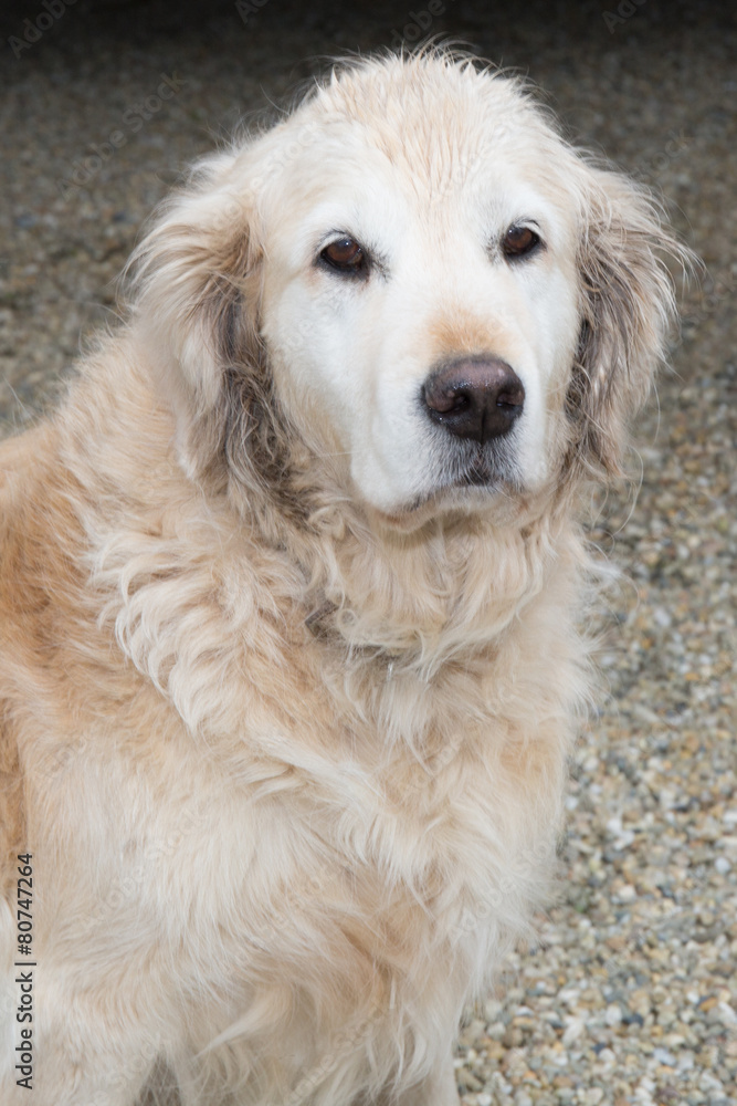 Labrador Retriever dog is wet and looks sad eyes Labrador Retriever dog is wet and looks sad eyes