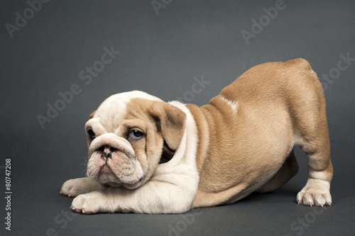English  bulldog puppy. © B.Stefanov