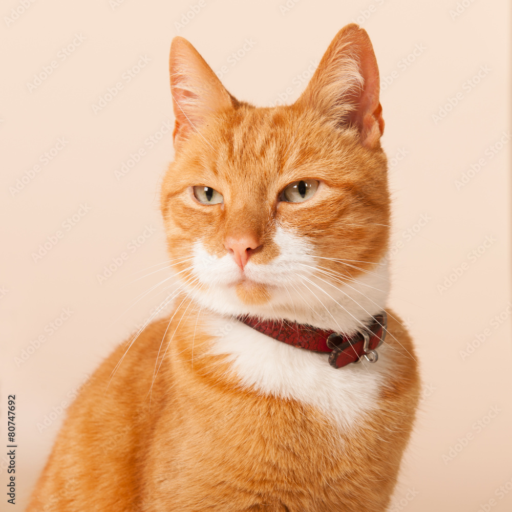 Red cat on beige background