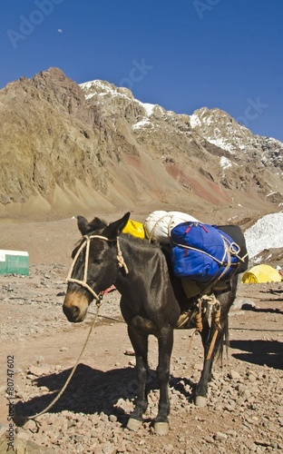 Stampa su tela The Mule in the Plaza de mules in the Andes Mountains