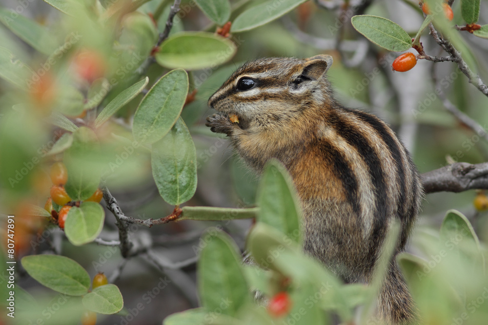 Least Chipmunk eating a berry - Jasper National Park, Canada Least Chipmunk eating a berry - Jasper National Park, Canada