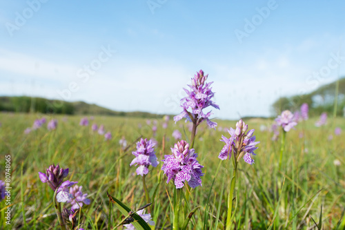 Field wild orchids