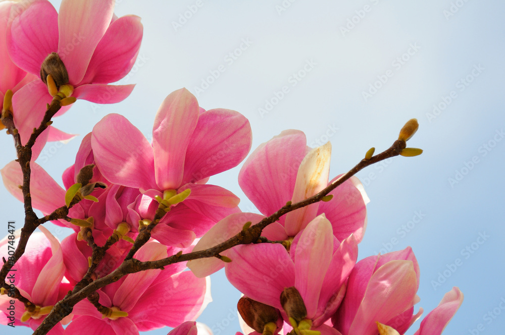 Obraz premium Fiori di Marzo