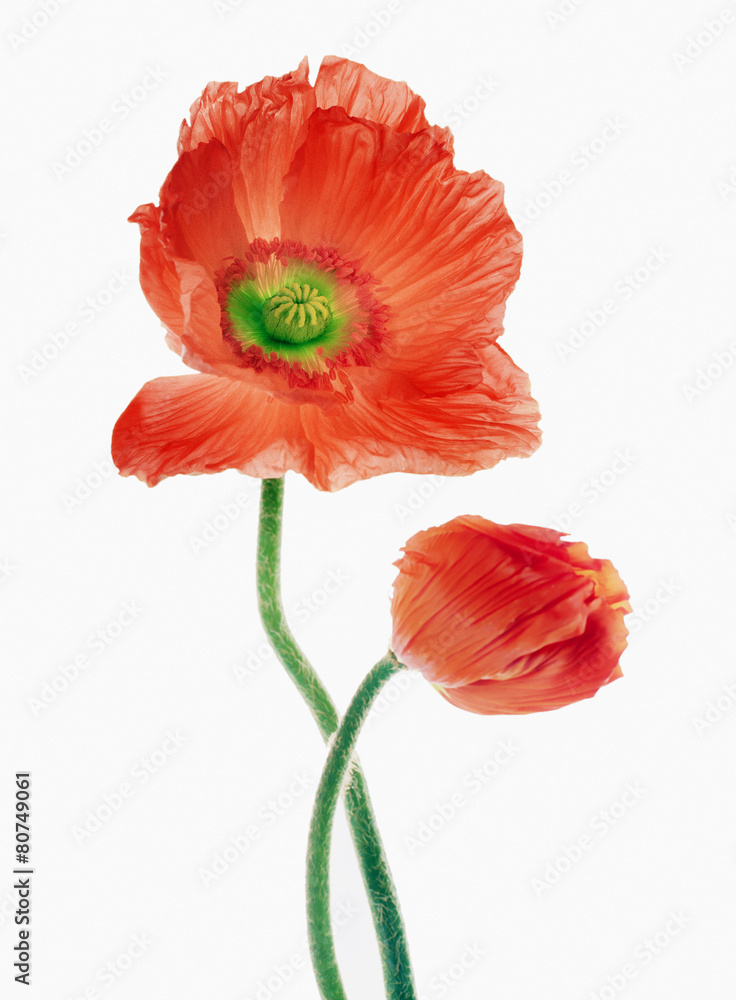 Fototapeta premium Kwiat maku