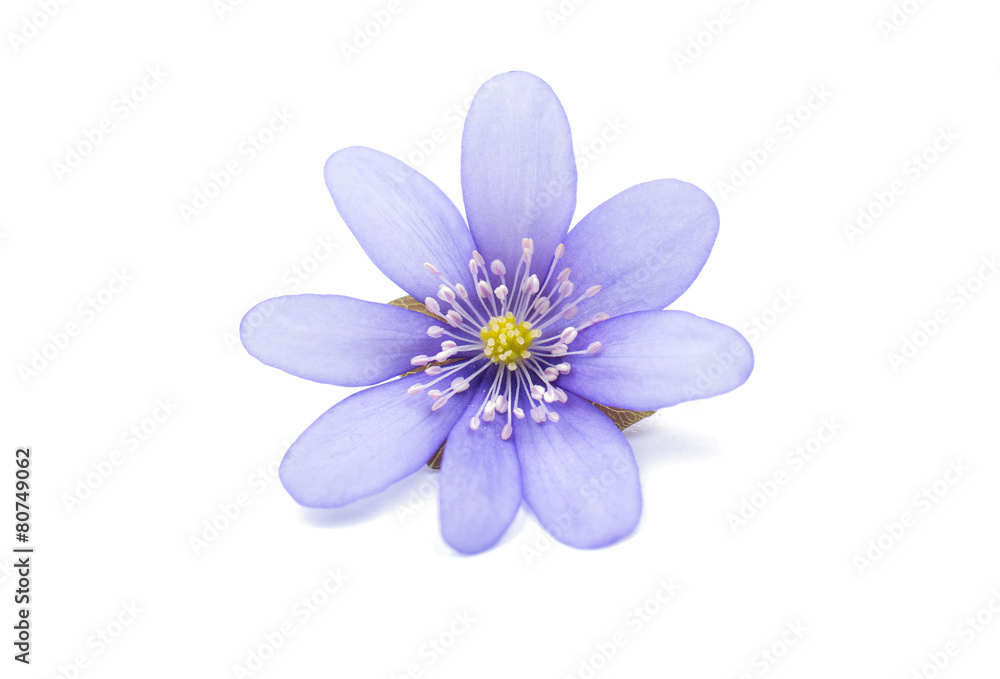 Fototapeta premium Hepatica nobilis