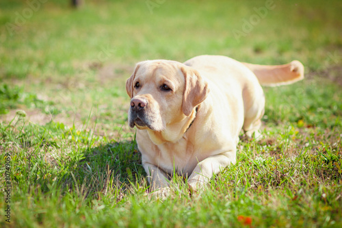 labrador