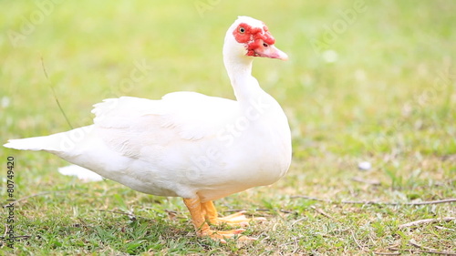 Curious Ducks on farm photo