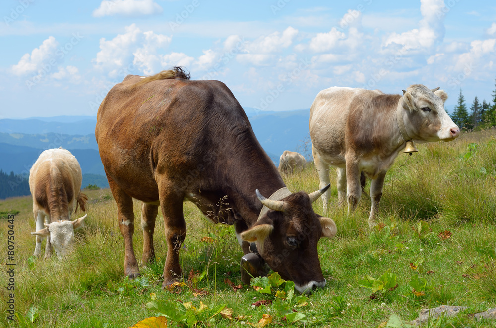 Fototapeta premium Cows on pasture