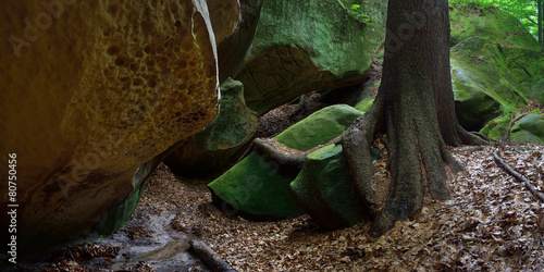 Forest landscape with rocks