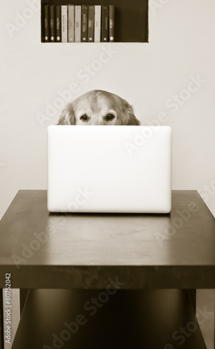 A golden retriever dog sitting in front of a laptop