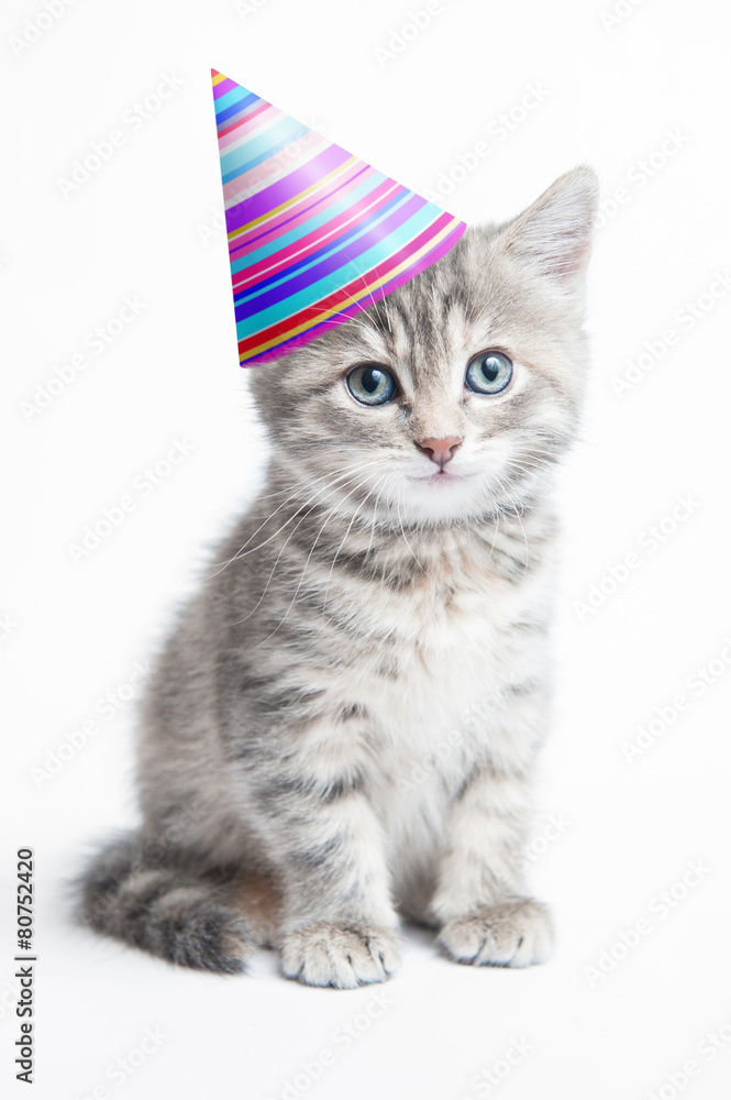 Obraz premium Grey kitten with a hat