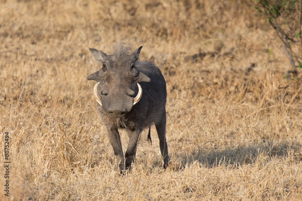 Warthog with big teeth walking among short grass Warthog with big teeth walking among short grass