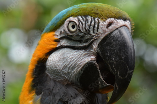 South American Macaw portrait