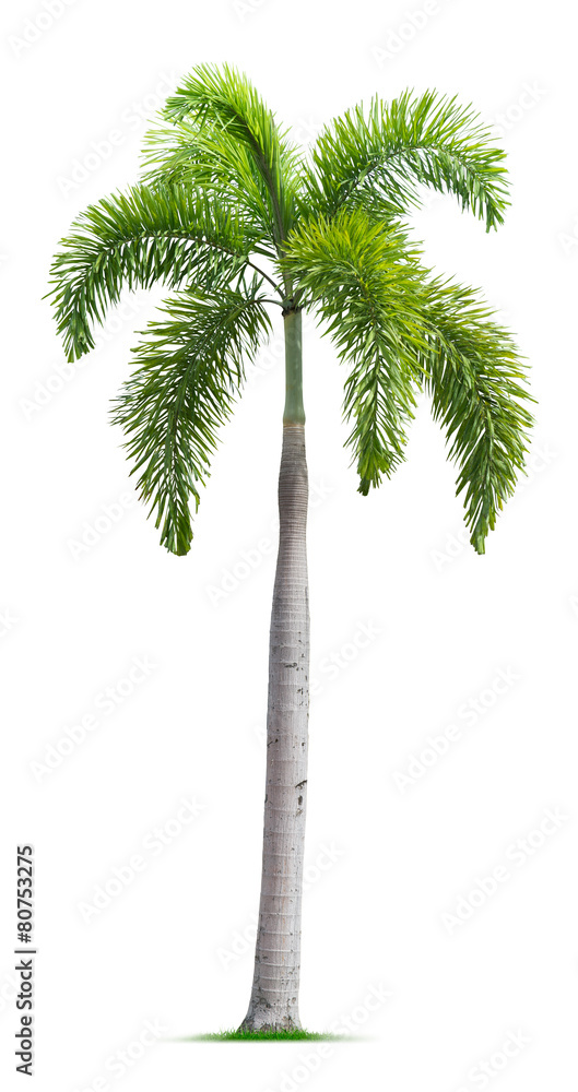 Naklejka premium Foxtail palm tree