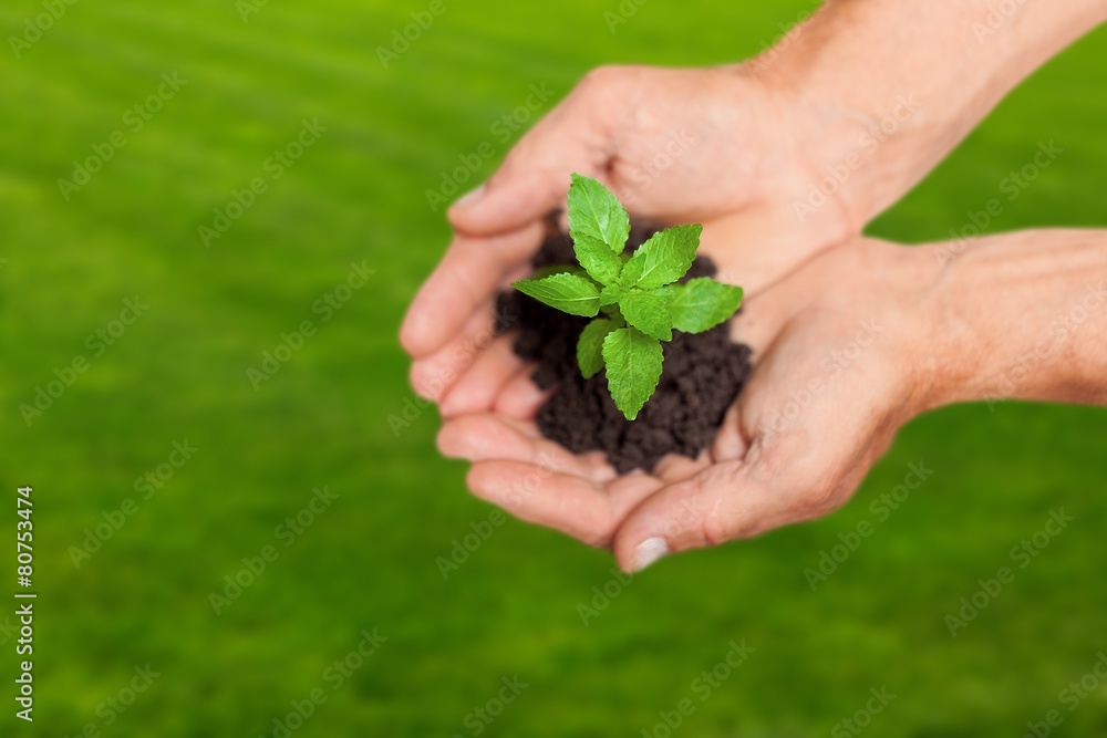 Development. Macro close up of baby hands holding small green Development. Macro close up of baby hands holding small green