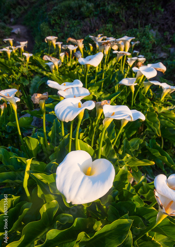 Wild Calla Lilly on Californai coast photo