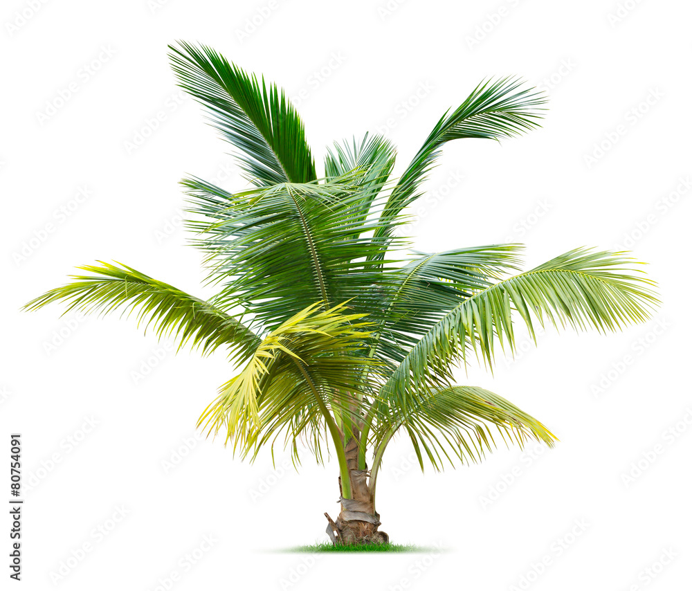 Naklejka premium Young palm tree