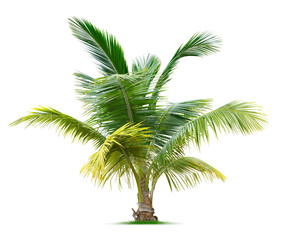 Wandcirkels Palmboom Jonge palmboom in tropische tuin  © johannes