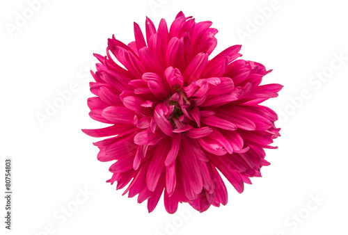 Fototapeta Naklejka Na Ścianę i Meble -  pink aster flower