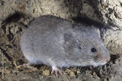 arvicola delle nevi microtus nivalis mammifero alpino photo